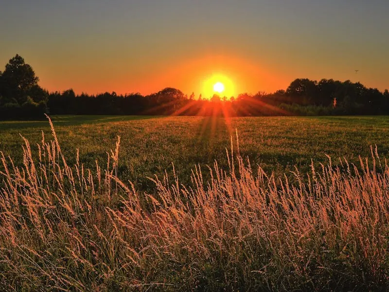 Sun setting over a grassy field