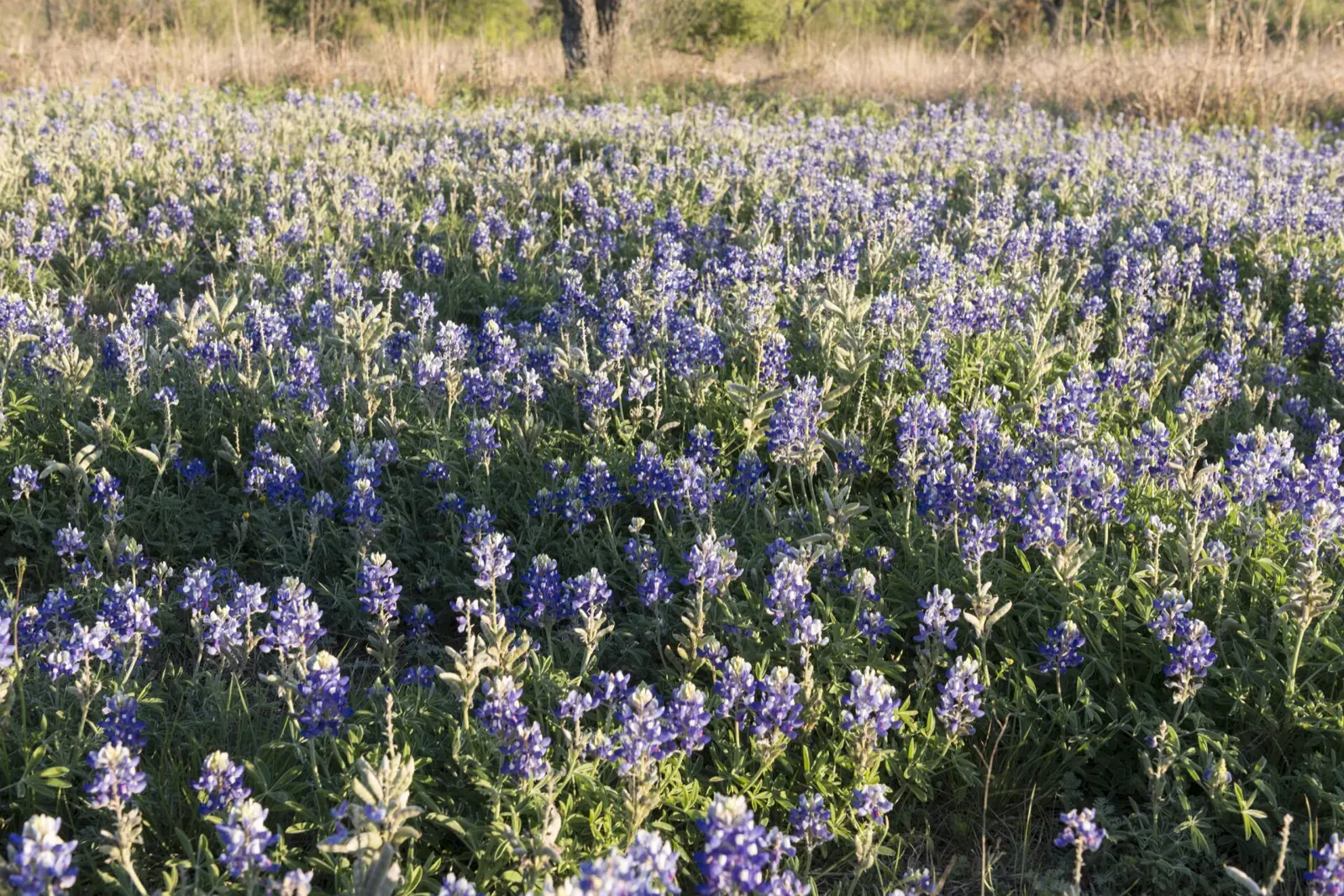 Texas Hill Country bluebonnet field
