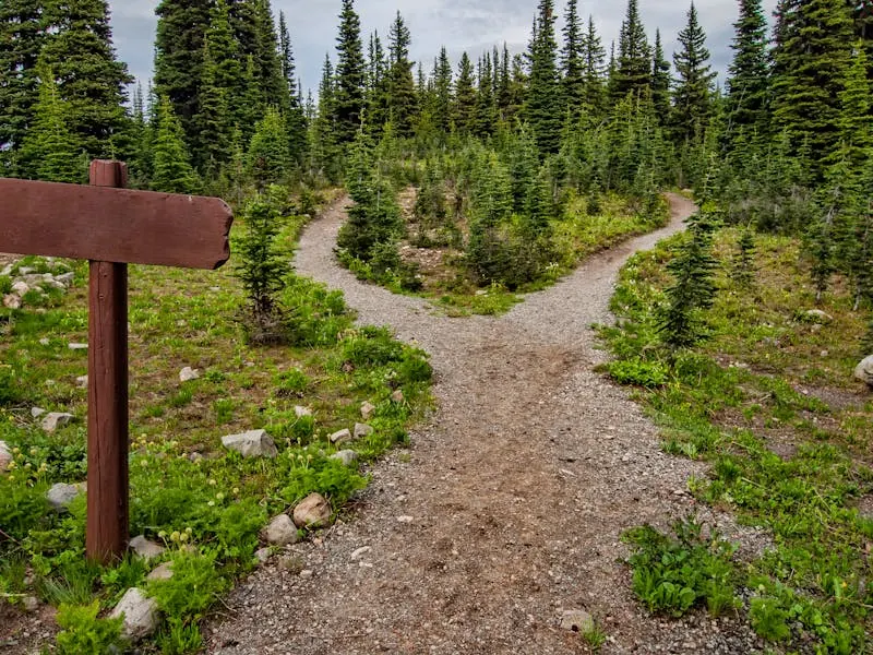 Green tree-lined path, a picture of the step-by-step recovery journey
