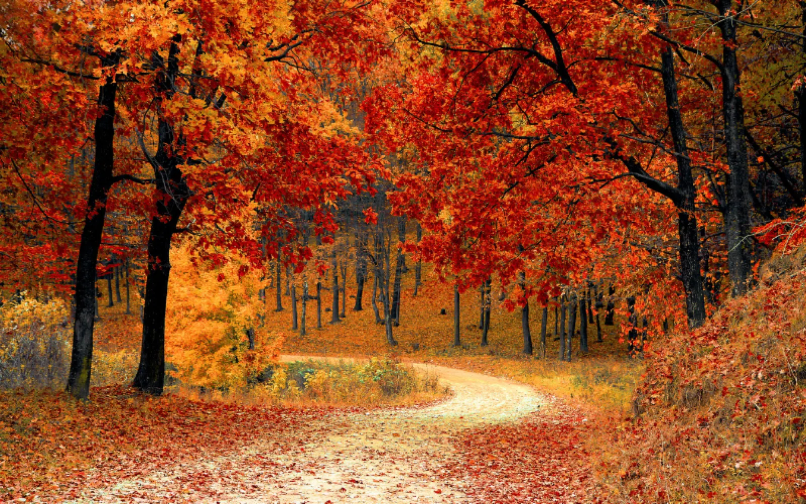 November Gratitude: A Season of Thanksgiving